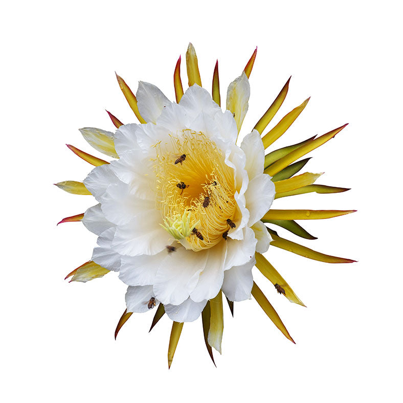 DAME SOLIFLORE Cactus Orchid Perfume